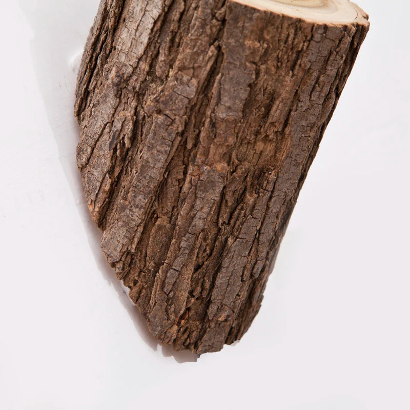 Close-up of a tree stump on a white background