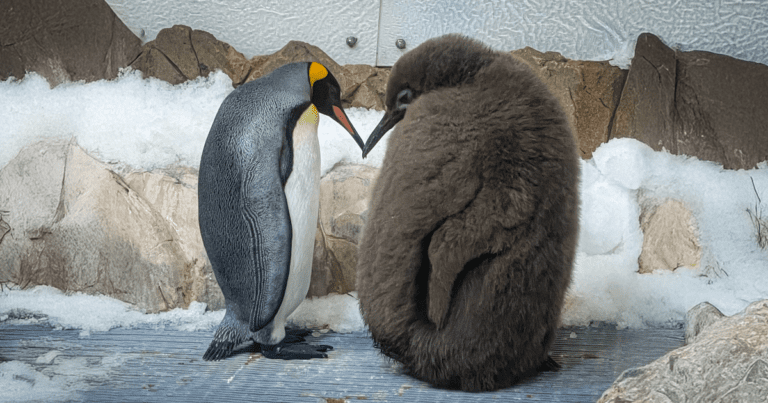 Giant 50 Pound King Penguin Chick Pest Becomes Surprise Global Star